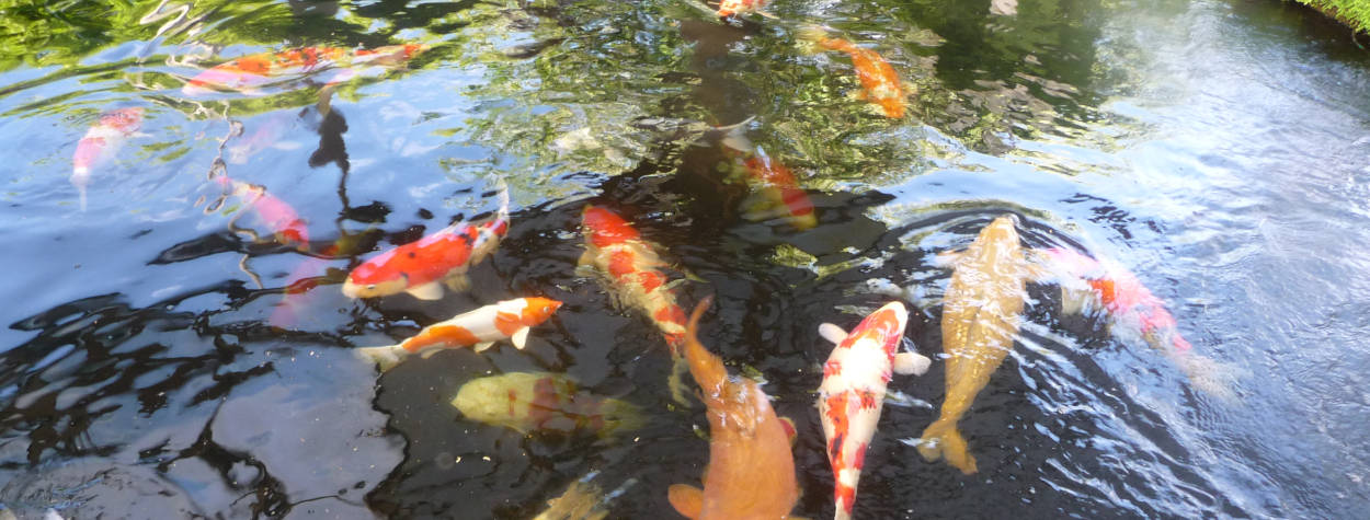 Koi For Sale